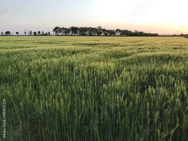 Obraz Barley field on the sunset