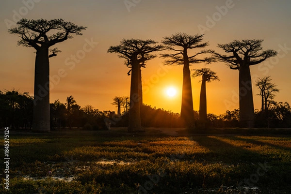 Obraz baobab trees at sunset in morondava