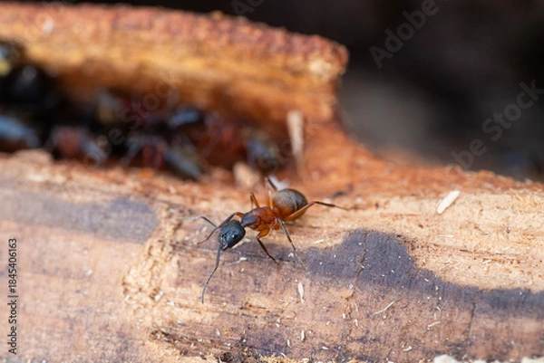 Fototapeta Carpenter Ant Exists Nest