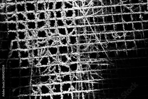 Fototapeta spider web on a dark background
