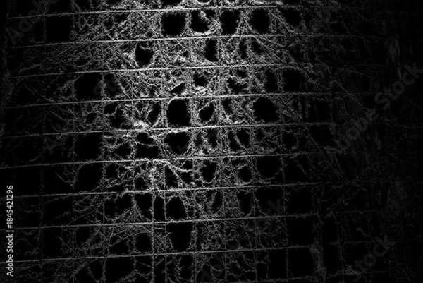 Fototapeta spider web on a dark background