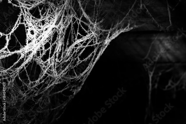 Fototapeta spider web on a dark background