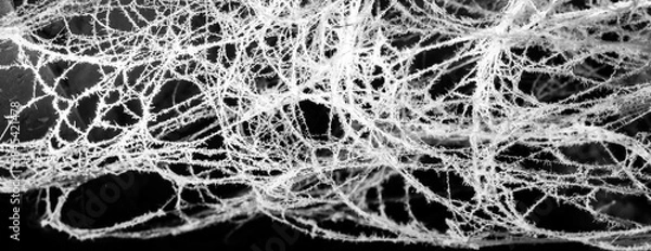 Fototapeta spider web on a dark background