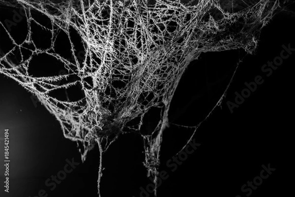 Fototapeta spider web on a dark background