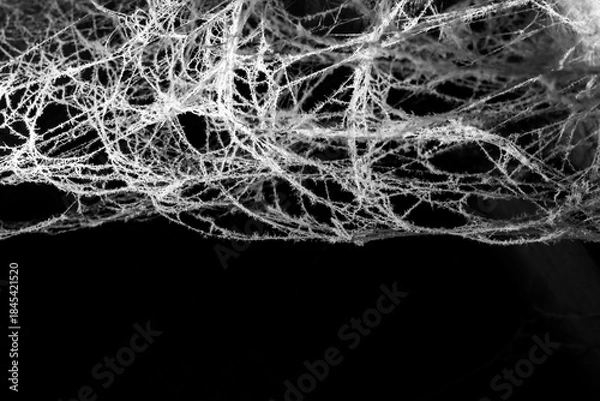 Fototapeta spider web on a dark background
