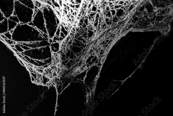 Obraz spider web on a dark background