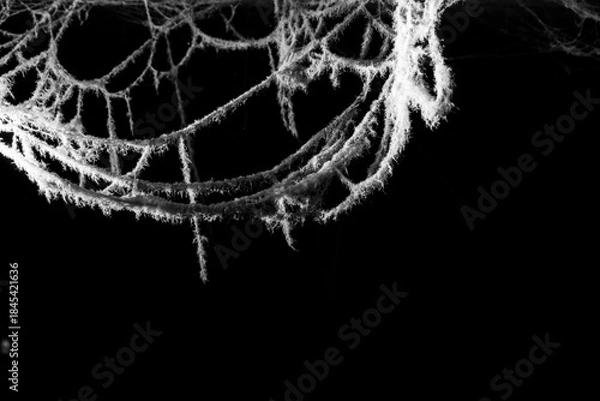 Fototapeta spider web on a dark background