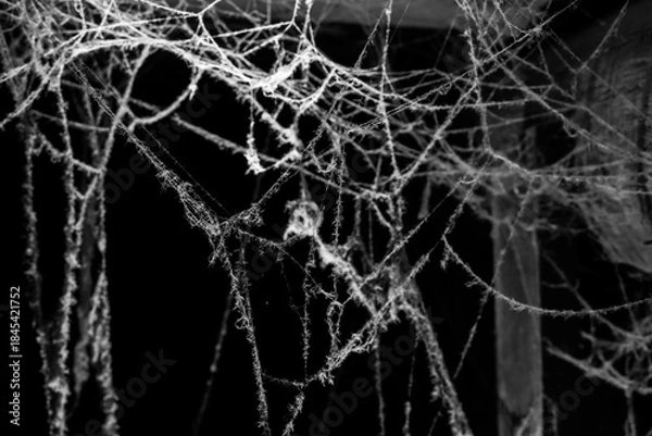 Obraz spider web on a dark background