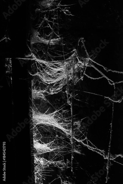 Fototapeta spider web on a dark background