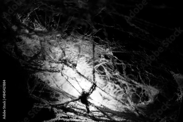 Fototapeta spider web on a dark background