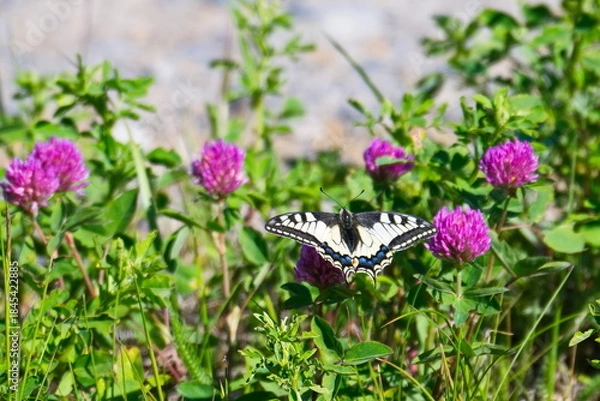 Obraz Schwalbenschwanz (Schmetterling)	bei der Nektarsuche