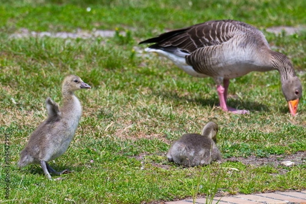 Obraz Junge Graugans Familie  auf einer Wiese	
