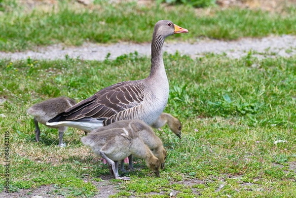 Obraz Junge Graugans Familie  auf einer Wiese	