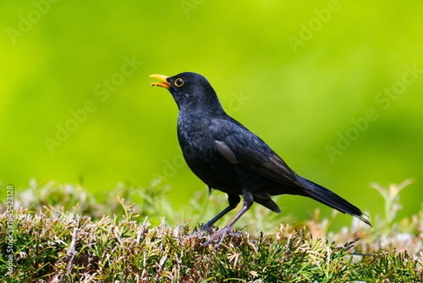 Obraz Singendes Amselmännchen beobachtet seine Umgebung	