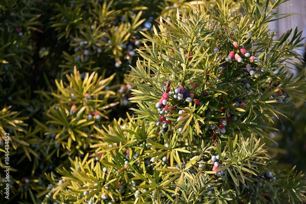 Fototapeta A Japanese yew tree bearing fruit, Podocarpus macrophyllus
