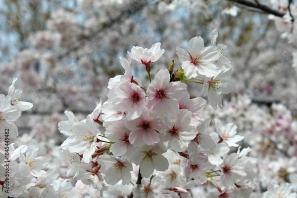 Fototapeta ソメイヨシノ