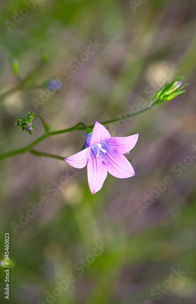 Obraz Wiesen-Glockenblume (Campanula patula)