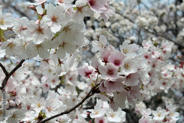 Fototapeta ソメイヨシノ