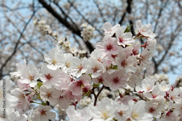 Fototapeta ソメイヨシノ