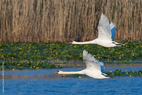Obraz Fliegende Höckerschwäne in der Oberlausitz	