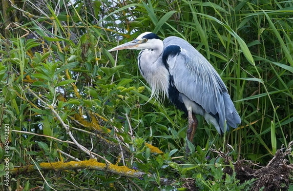 Obraz Graureiher bei der Jagd