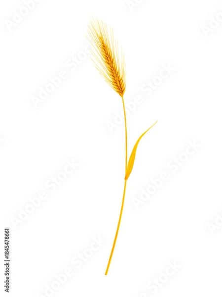 Obraz Golden ear isolated on white background