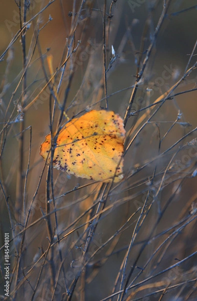 Obraz fallen autumn leaf in grass