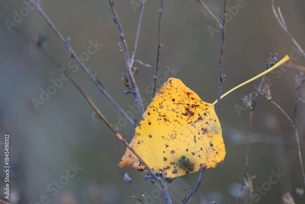 Obraz autumn leaf on twig