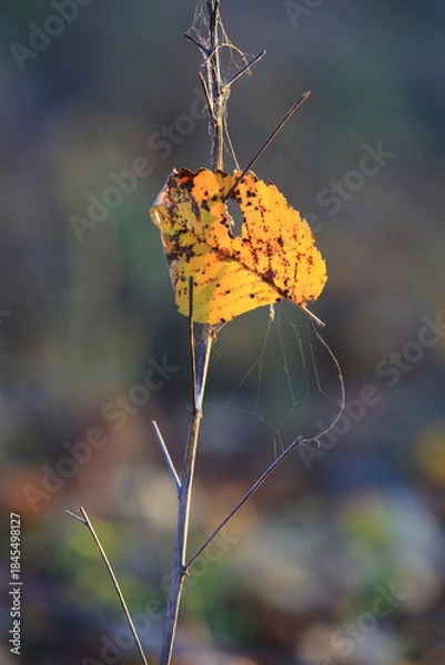 Obraz abstract autum leaf on grass
