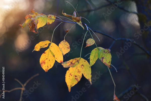 Obraz Autumn leafs on tree twig