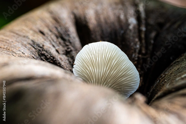Obraz Mushrooms that grow from coconuts