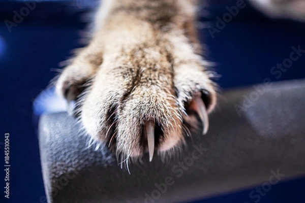 Fototapeta Cat paw close-up with extended sharp claws, showing fur texture, Claw trimming in veterinary medicine concept, pet care