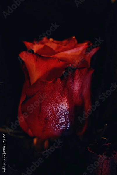 Fototapeta Rose