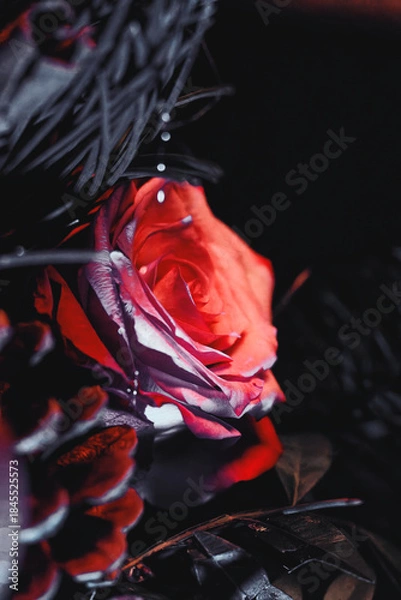 Fototapeta Rose
