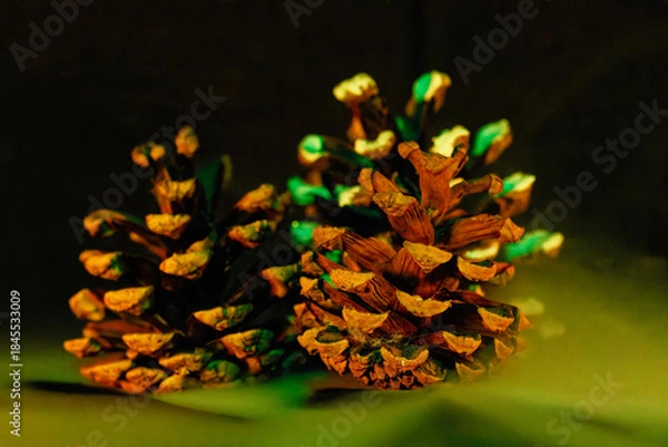 Fototapeta Tannenzapfen