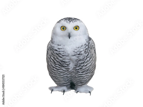 Obraz owl (Nyctea scandiaca) isolated on a white background