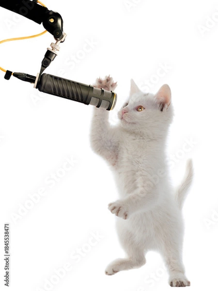 Obraz kitten at the microphone isolated on white background