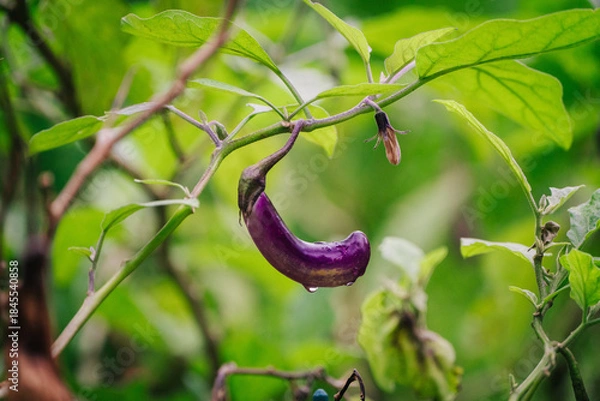 Obraz A single, glossy purple eggplant hangs from a green plant branch against a blurred, dark background.