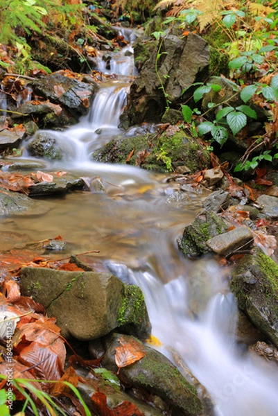 Obraz small mountin stream in forest