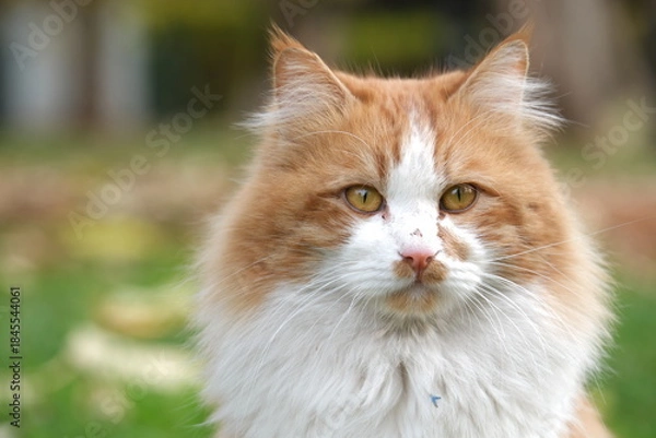 Obraz portrait of a cat