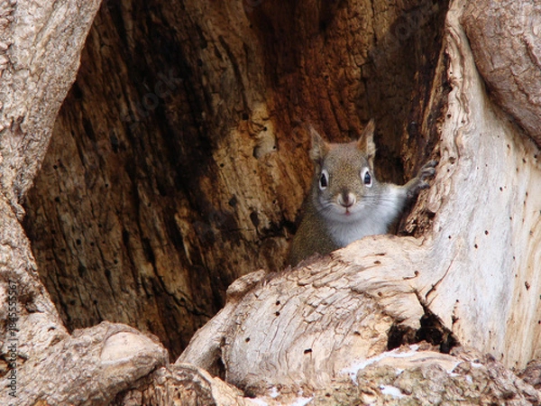 Fototapeta red squirrel in tree