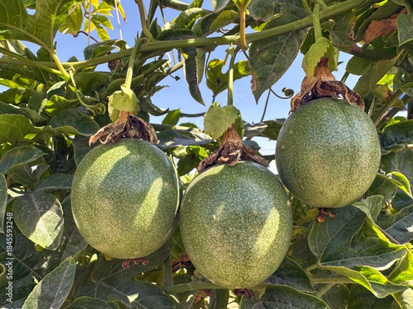 Obraz Passion fruit (lat.- Passiflora)