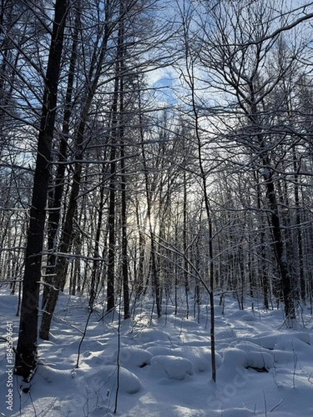 Obraz Laurentian forest in winter, Quebec, Canada