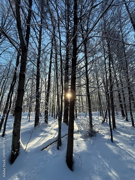 Obraz Laurentian forest in winter, Quebec, Canada