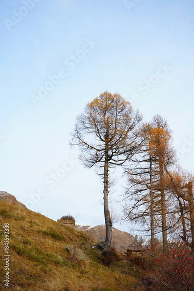 Obraz lonely tree on the hill