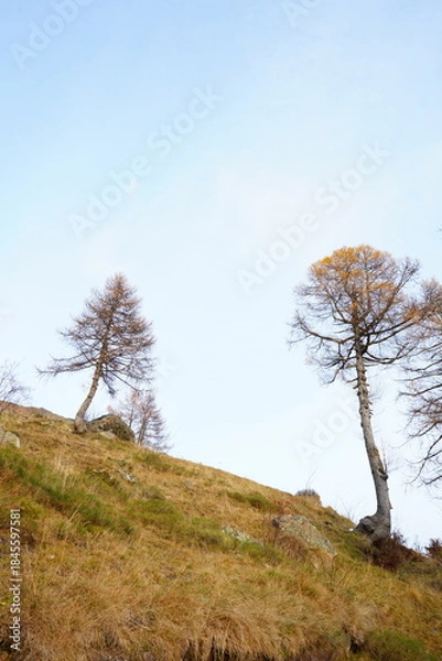 Obraz trees in the autumn