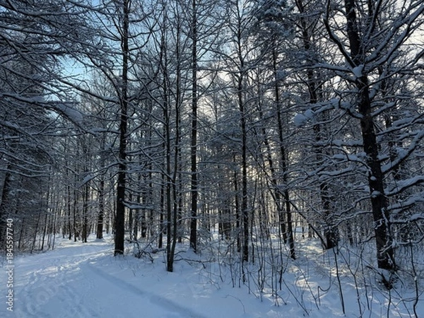 Obraz Laurentian forest in winter, Quebec, Canada