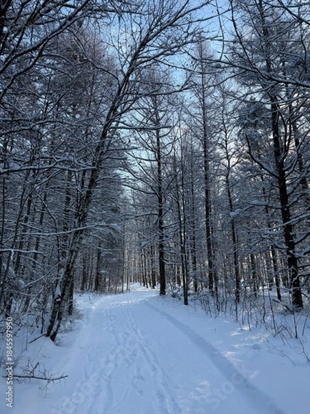 Obraz Laurentian forest in winter, Quebec, Canada