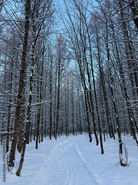 Obraz Laurentian forest in winter, Quebec, Canada
