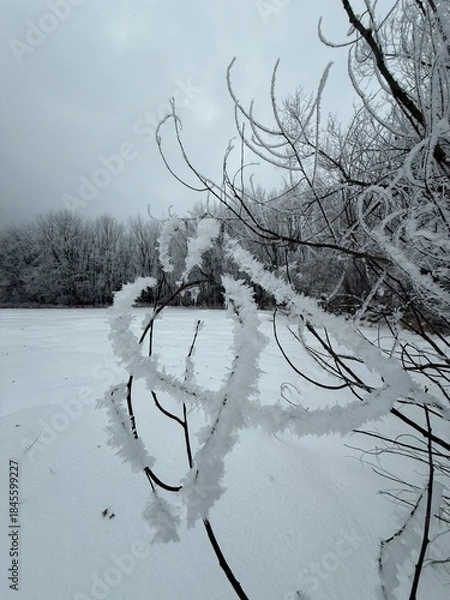 Obraz Laurentian forest in winter, Quebec, Canada